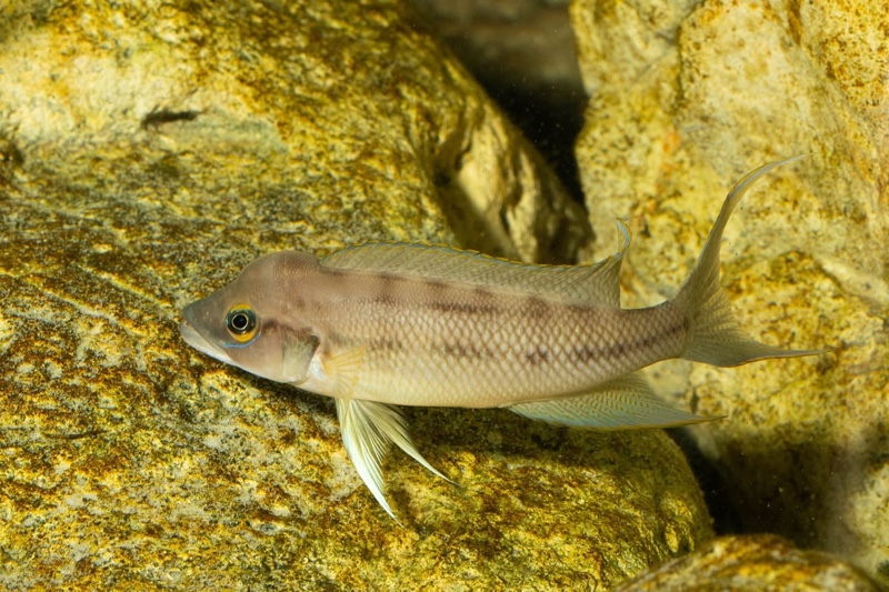 Neolamprologus longicaudatus 'Milima Island'